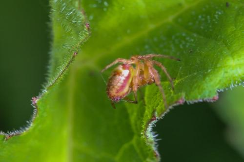 Araneus (sturmi-triguttatus)